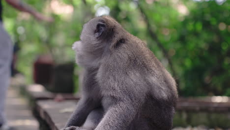 Mono-Gris-Masticando-En-El-Bosque-De-Ubud,-Bali-Indonesia