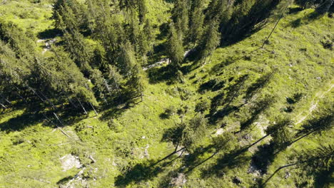 Die-Sonnenbeschienene-Erkundung-Der-Drohne-über-Wäldern-Zeigt-Lichtungen-Und-Unterschiedliche-Baumdichten