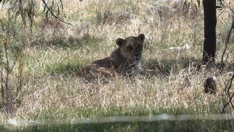 Löwin-Ruht-An-Einem-Sonnigen-Tag-Im-Löwenreservat,-Kapstadt,-Südafrika