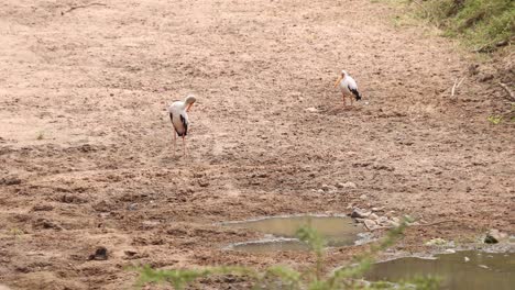 Two-Yellow-billed-Stork-Birds-In-Masai-Mara,-Kenya,-Africa