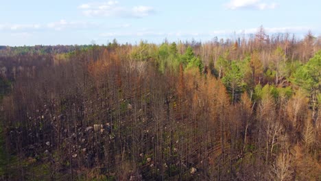Aerial-push-in-of-forest-after-wildfire-in-autumn-in-Ontario,-Canada