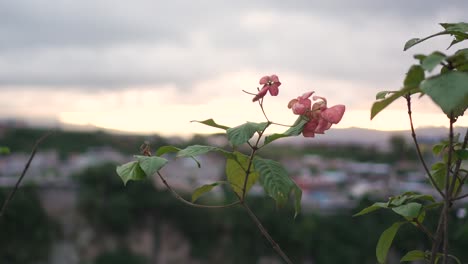Bougainvillea-Baumzweig-Mit-Rosa-Blume-Bei-Sonnenuntergang-In-Tegucigalpa,-Honduras