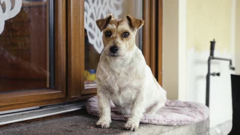 Jack-Russell-Terrier-Blanco-Y-Marrón-Sentado-En-Una-Manta-Cerca-De-La-Entrada-De-La-Casa