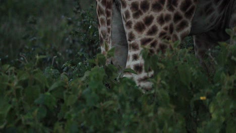 Rear-Of-A-Giraffe-Legs-While-Grazing-In-Aberdare-National-Park,-Kenya,-Africa