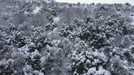 Flug-über-Einen-Malerischen-Wald,-Der-Von-Einer-Dicken-Schneedecke-Bedeckt-Ist