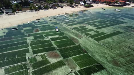 Column-and-rows-of-seaweed-spread-out-across-reef-flats-float-for-cultivation-in-Nusa-Lembongan