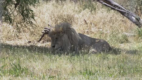 Cape-Lion-Sunbathing-In-A-Lion-Reserve-In-Cape-Town,-South-Africa