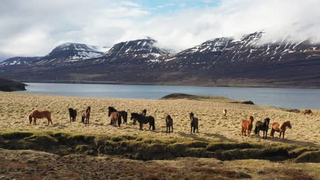 Aerial-shot-of-a-herd-of-wild-horses-with-snow-capped-mountains-in-Iceland