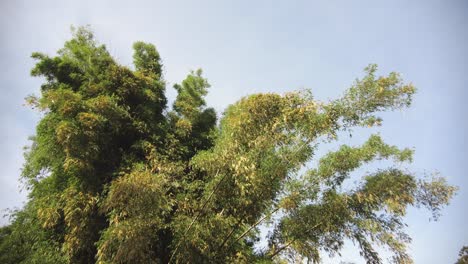 Gelber-Bambusbaum,-Der-Im-Wind-Weht