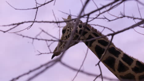 Elderly-giraffe-licks-lips-after-eating---close-up-on-head-through-branches