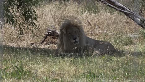 Male-Cape-Lion-Resting-On-Savannah-In-A-Lion-Reserve-In-Cape-Town,-South-Africa