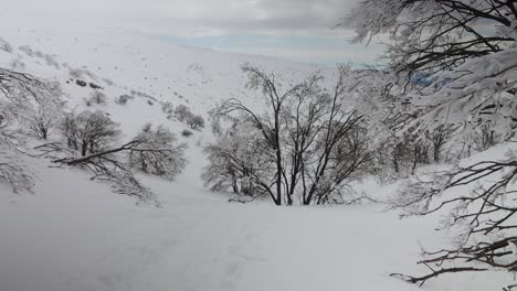 Static-shot-of-forest-covered-snow-on-Mount-Hermon-during-winter-in-Israel