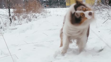 Flauschiger-Australischer-Schäferhund,-Der-Seinen-Körper-In-Einer-Verschneiten-Umgebung-Im-Freien-Schüttelt