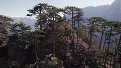 Aerial-view-of-tree-line-on-top-of-a-mountain