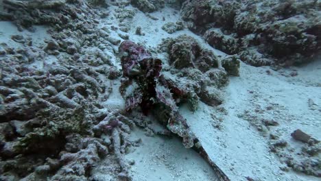 Camouflaged-Scorpion-fish-lie-still-on-seafloor-waiting-for-prey