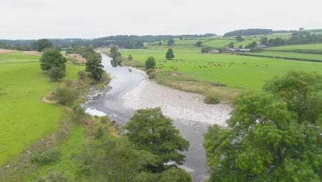 Aerial-footage-at-a-farm-in-the-Lake-District,-UK-flying-slowly-over-trees,-a-slow-moving-shallow-river-and-river-bank,-then-over-a-field-of-brown-cows