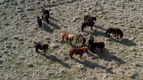 Luftaufnahme-über-Einer-Gruppe-Wilder-Ponys,-Die-Sich-In-Der-Isländischen-Landschaft-Zerstreuen