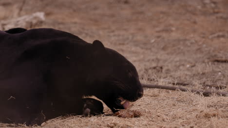 Black-leopard-laying-in-hay-eating-a-piece-of-raw-meat---medium-shot