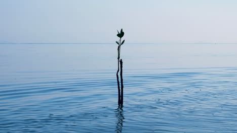 Wachstum-Einer-Solo-Mangroven-Salzwasserpflanze,-Die-In-Den-Untiefen-Des-Ozeans-Auf-Einer-Abgelegenen-Tropischen-Insel-In-Raja-Ampat,-West-Papua,-Indonesien,-Wächst