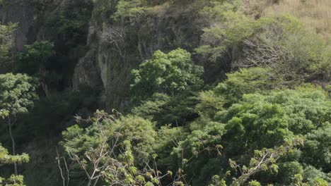 Vom-Wind-Bewegte-Grüne-Blätterbäume-Im-Tropischen-Gebiet-Der-Gemeinde-Soledad,-El-Paraíso-Im-Südlichen-Teil-Von-Honduras