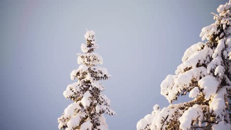 Dicker-Weißer-Schnee-Bedeckte-Die-Tannenbäume