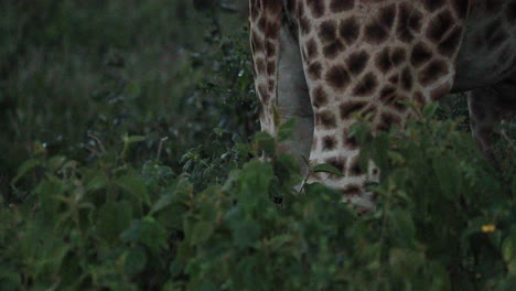 Giraffes'-Rear-Legs-While-Feeding-In-The-Bushes-Of-Aberdare-National-Park,-Kenya,-Africa