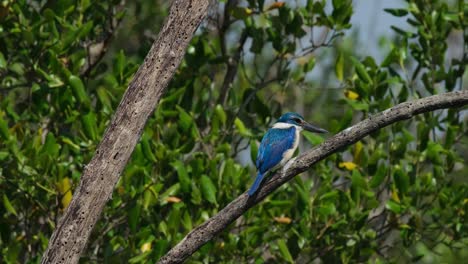 Facing-to-the-right-while-the-wind-blows-so-hard-at-a-mangrove-forest,-Collared-Kingfisher-Todiramphus-chloris,-Thailand