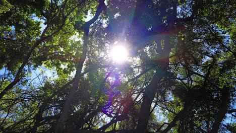 Sun-Shining-Through-Tree-Canopy-In-The-Forest-In-Cape-Town,-South-Africa