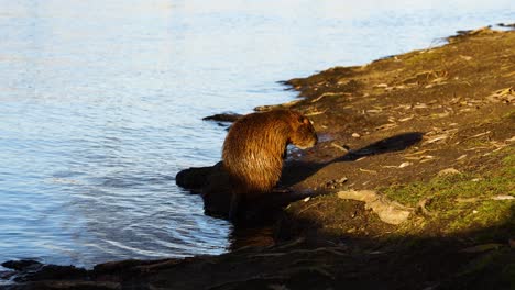 Wet-beaver-sit-on-sunny-ground-spot-near-river-and-groom,-wash-himself
