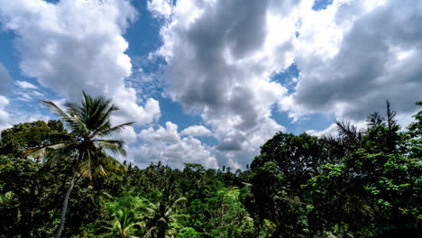 Timelapse-of-white-clouds-moving-in-blue-sky-over-jungle-tree