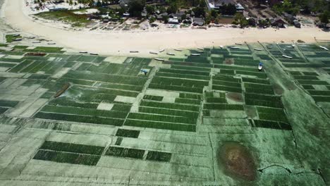 Drone-rises-pullback-to-reveal-seaweed-farm-rows-in-ocean-of-Nusa-Lembongan