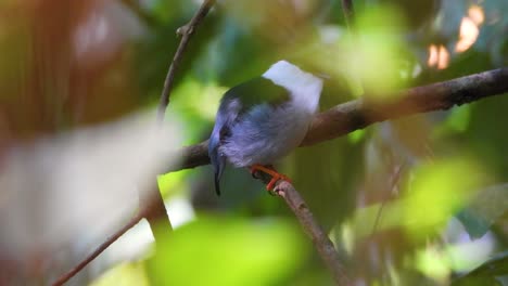A-white-bearded-manakin-perches-and-jumps-on-a-tree-branch-in-Tayrona-National-Park,-Colombia