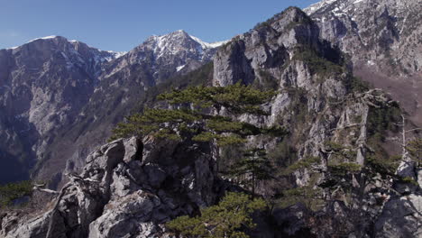 Bäume-Auf-Einem-Berg-Mit-Einem-Größeren-Berg-Mit-Schnee-Im-Hintergrund