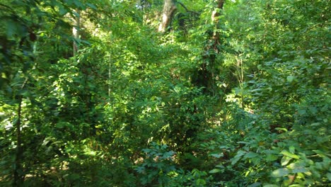Push-in-shot-of-leafy-trees-in-lush-green-sunny-forest-in-Colombia