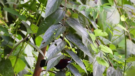 Close-view-of-crimson-backed-tanager-bird-in-leafy-tree-in-Colombia