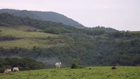 Cow-walking-in-rainy-pasture