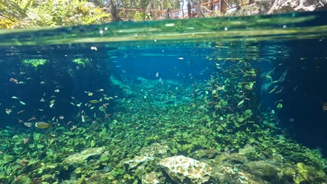 Underwater-view-of-Cenote-Nichte-Ha-in-Playa-del-Carmen,-with-sunlight-filtering-through-clear-water,-showcasing-aquatic-plants-and-small-fish