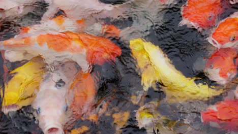 Swarming-Colorful-Koi-Fishes-In-Pond