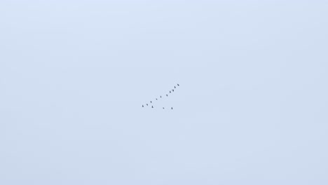 Gansos-Pájaros-Volando-En-El-Patrón-De-Formación-V-Para-Conservar-Energía