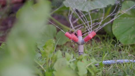 A-plastic-sprinkler-watering-a-vegetable-patch-in-the-garden