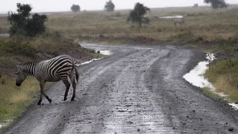 Lone-Zebra-Crossing-Dirt-Road-In-Kenya,-Safari,-East-Africa