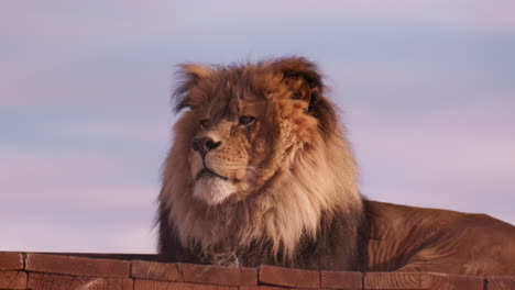 Lion-laying-on-roof-of-structure-with-setting-sun-behind-him