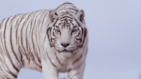 Weißer-Tiger-Geht-An-Einem-Wolkenlosen-Blauen-Himmelstag-Auf-Die-Kamera-Zu