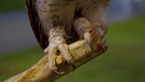 Extreme-Close-up-Of-A-Perching-Claw-Of-Beluk-Jampuk,-Barred-Eagle-Owl