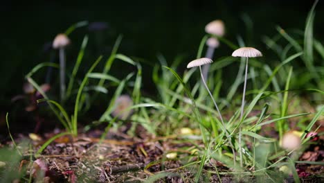Tiny-pleated-inkcap-mushrooms-on-the-forest-floor-in-gentle-breeze