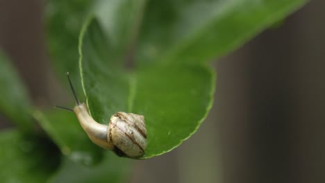 Asian-tramp-snail-looks-around-and-slides-along-edge-of-lime-leaf