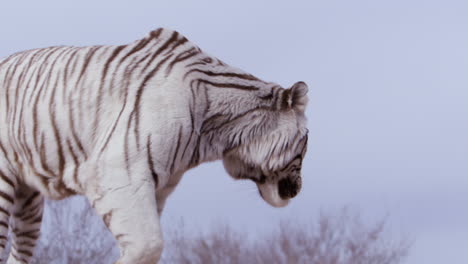 Weißer-Tiger-Dreht-Sich-Um-Und-Geht-Von-Der-Kamera-Weg-–-Mittlere-Aufnahme