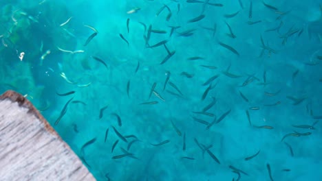 Watching-shoals-of-tropical-fish-in-crystal-clear-turquoise-ocean-water-from-wooden-wharf-in-Raja-Ampat,-West-Papua,-Indonesia