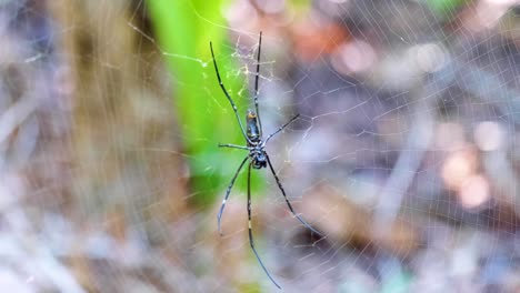 Close-up-of-large-spider-on-a-web-in-the-rainforest-on-a-remote-tropical-island-in-Raja-Ampat,-West-Papua,-Indonesia