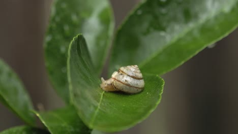 Garden-snail-emerges-from-shell-and-slides-along-leaf